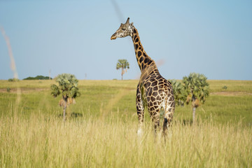 Landscape in Murchison Falls in Uganda