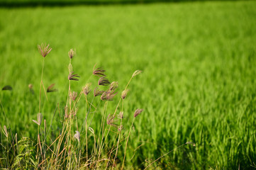 close up of ripening rice in a paddy field
