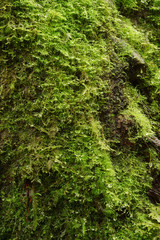 Obraz premium close up of texture of tree bark with moss