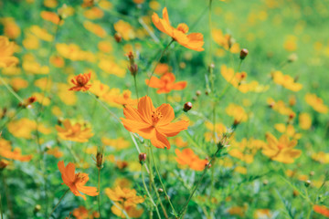 Fototapeta premium Cosmos with beautiful in garden.