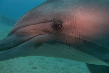 Dolphin swimming in the Red Sea, Eilat Israel