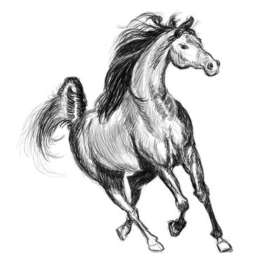 horse hand drawn illustration,art design