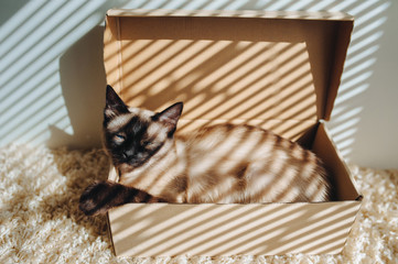 Resting a cat in its carton box. Siamese cat boss. Apathetic and sleepy animal. Funny photo. Cat...