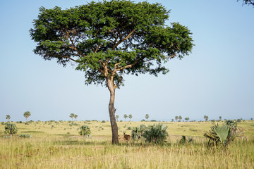 Obraz premium Landscape in Murchison Falls in Uganda