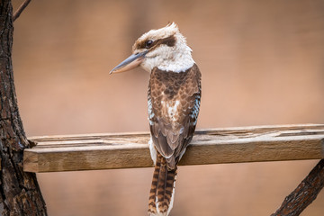Kookaburra sitting on perch