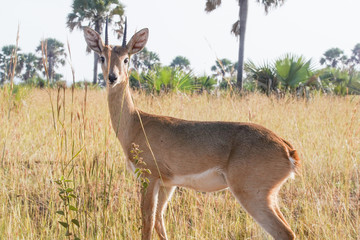 Impala in Murchison Falls in Uganda