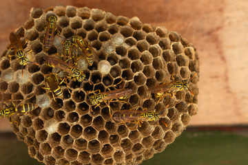 lose-up of bees on the honeycomb in the hive - selective focus