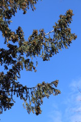 branches of a tree against blue sky