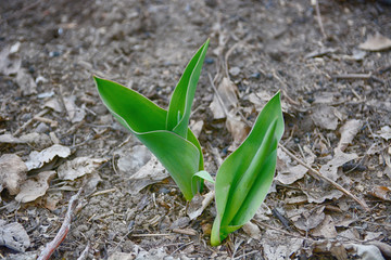 Tulip sprout on the ground.