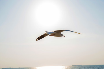 Fototapeta na wymiar Seagull flying at sunlight.