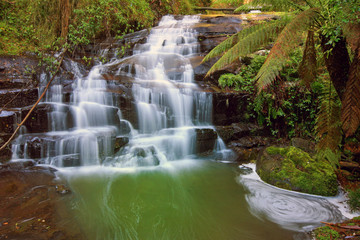 Tasmania Rain Forest