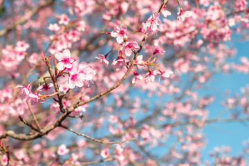 Beauty in nature of pink spring cherry blossom in full bloom  under clear blue sky.