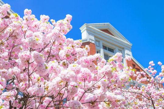 Beauty in nature of pink spring cherry blossom in full bloom  under clear blue sky at Japan Mint museam