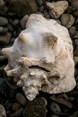 An old weathered conch shell sits on a rocky, Caribbean beach.