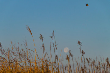 空と月と枯れススキ
