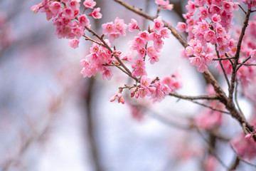 Beauty in nature of pink spring cherry blossom in full bloom  under clear blue sky.