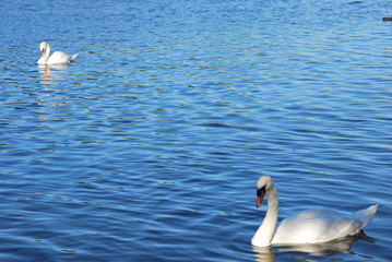 Swan in Hyde Park