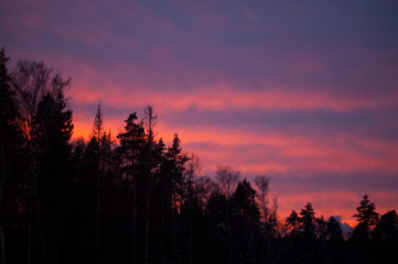sunset in the forest