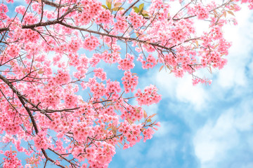 Beauty in nature of pink spring cherry blossom in full bloom  under clear blue sky.