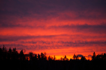 sunset in the forest