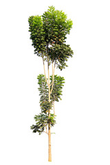 Beautiful and Specimen Trees to Grow in botanical garden isolated on  white background.