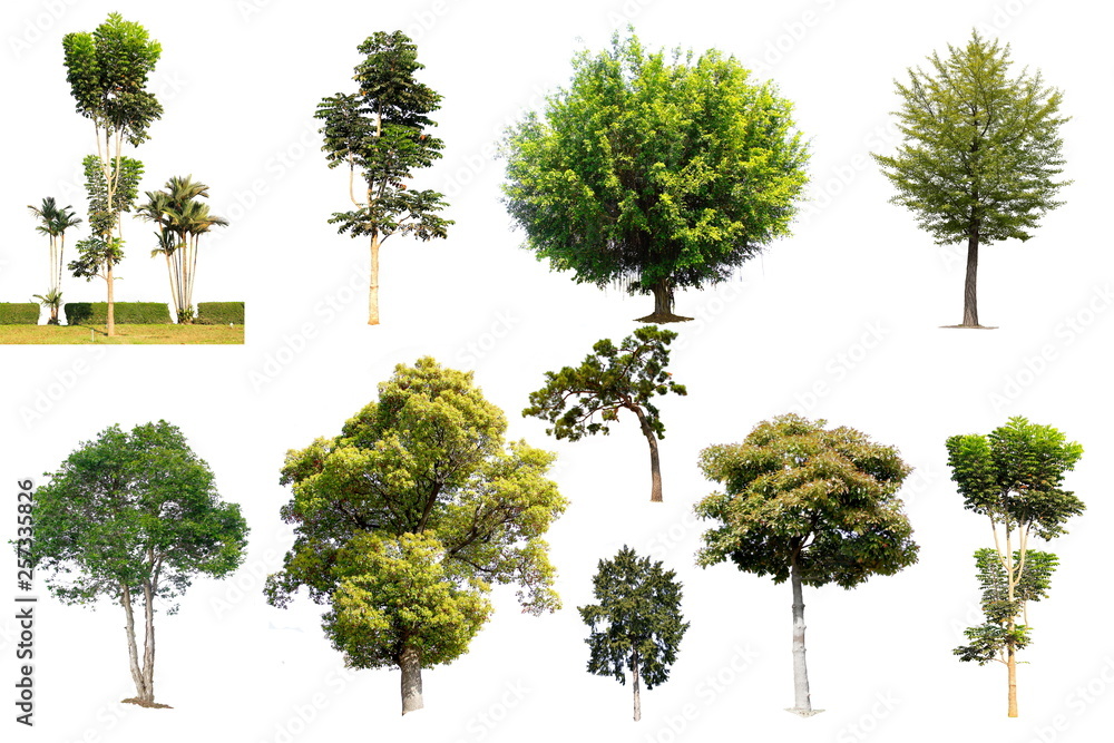 Wall mural Beautiful and Specimen Trees to Grow in botanical garden isolated on  white background. - Wall murals