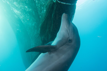 Naklejka premium Dolphin swimming in the Red Sea, Eilat Israel
