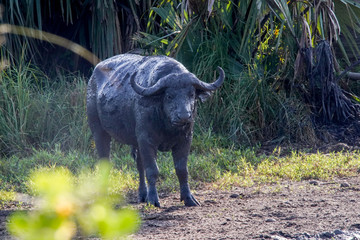 Buffalo in Murchison Falls in Uganda