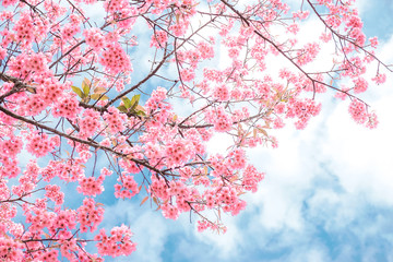 Beauty in nature of pink spring cherry blossom in full bloom  under clear blue sky.