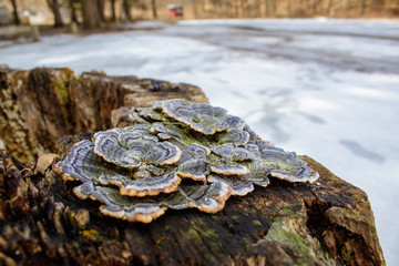 Heart Shaped Fungi Friend