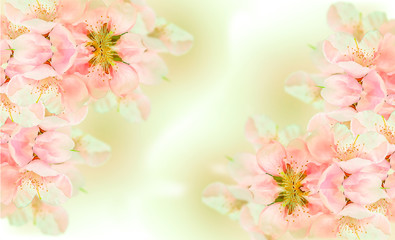 peach spring flowers pink for background
