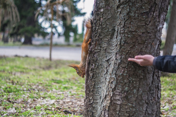 Cute red squirrel eating pine nuts on the tree.