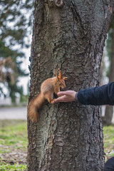 A European squirrel eating nuts from a stretched-out hand, in a park on a sunny spring day.	