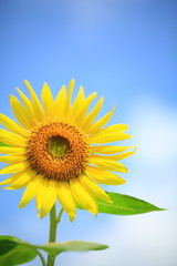 花のイメージ写真