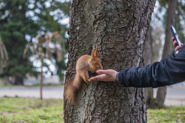 A European squirrel eating nuts from a stretched-out hand, in a park on a sunny spring day.	