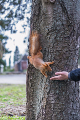 A European squirrel eating nuts from a stretched-out hand, in a park on a sunny spring day.	