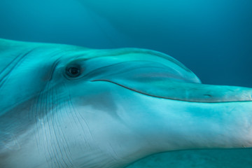 Dolphin swimming in the Red Sea, Eilat Israel