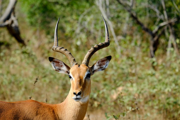 Male impala in the wild