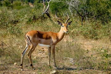 Male impala in the wild