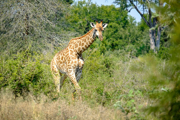 Giraffe in the wild
