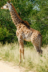 Baby giraffe in the wild
