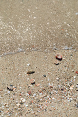 Conchiglie in riva al mare