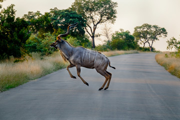 Kudu jumping over a road