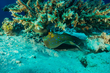 Blue spotted stingray On the seabed  in the Red Sea