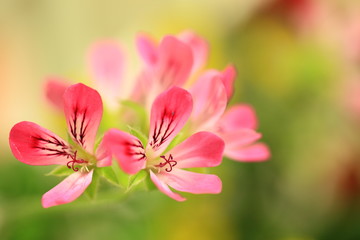 Obraz premium 花のイメージ写真