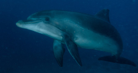 Obraz premium Dolphin swimming in the Red Sea, Eilat Israel