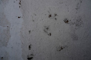 Old White Paint wall texture