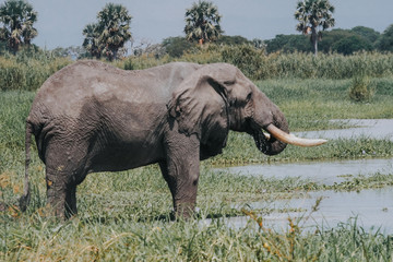 Portrait elephant with water in Murchison Falls