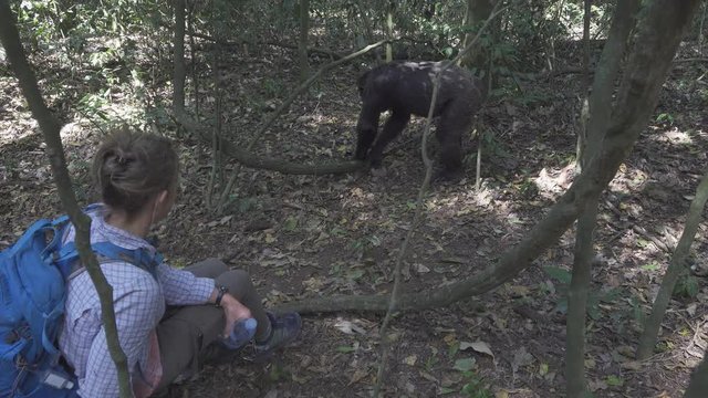 Wild Chimp By Human Female