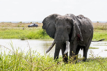 Naklejka na ściany i meble Portrait elephant with water in Murchison Falls